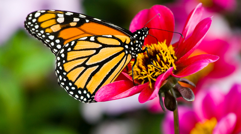 Save Monarch butterflies from Monsanto
