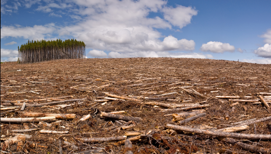 National Geographic: stop destroying forests!