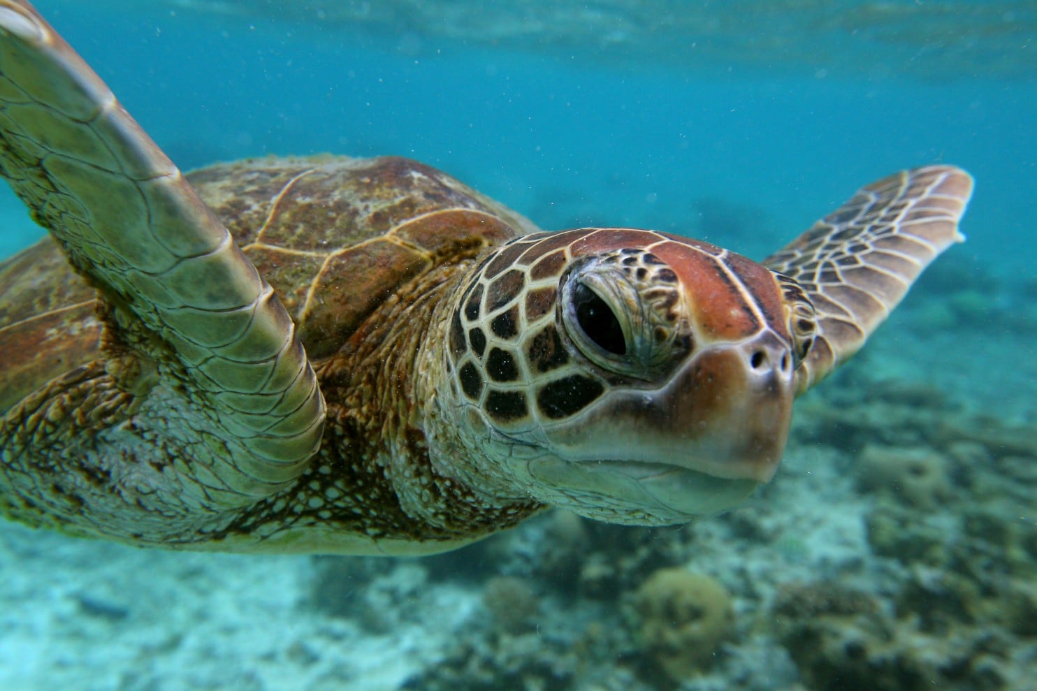 Help stop McDonald's use of plastic straws