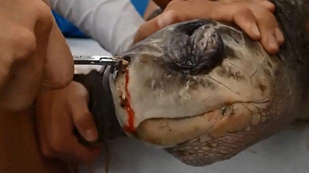 Plastic straw removed from turtle's nose by marine biologists in  heartbreaking video