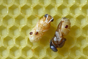 Tell the Australian Government to protect our bees from pesticide giants