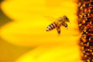 Bayer tente d'annuler l'interdiction de pesticides tueurs d'abeilles en Europe