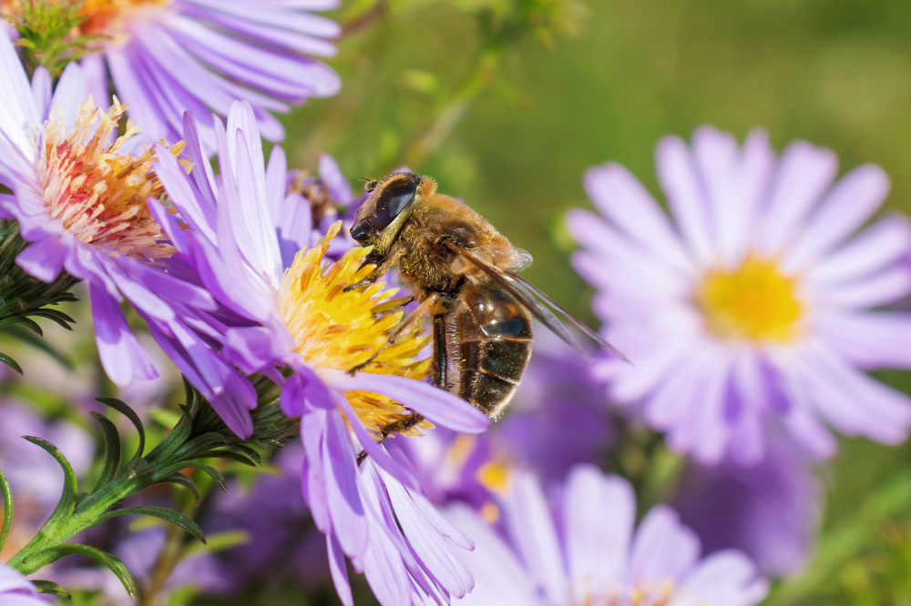 Send A Message To Save The Bees   Shutterstock 1220830777 