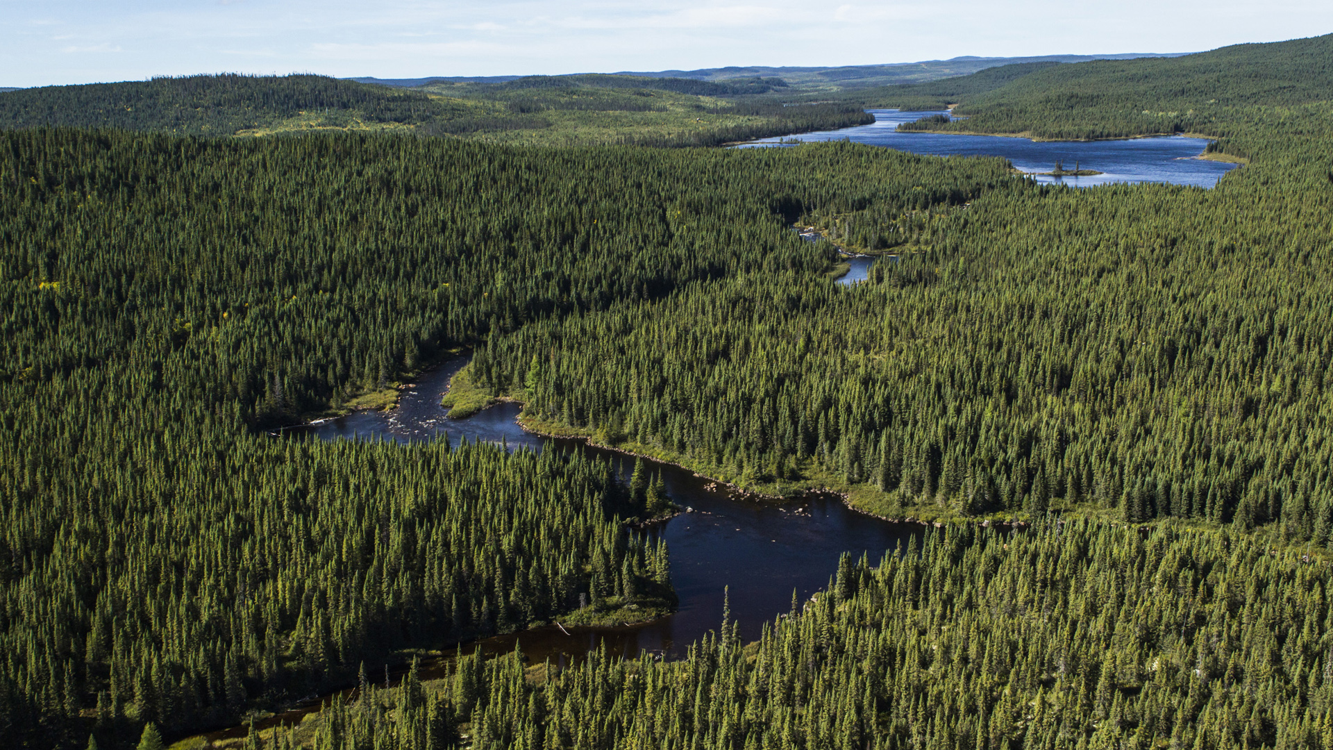 Stop Costco flushing the Boreal forest down the toilet!