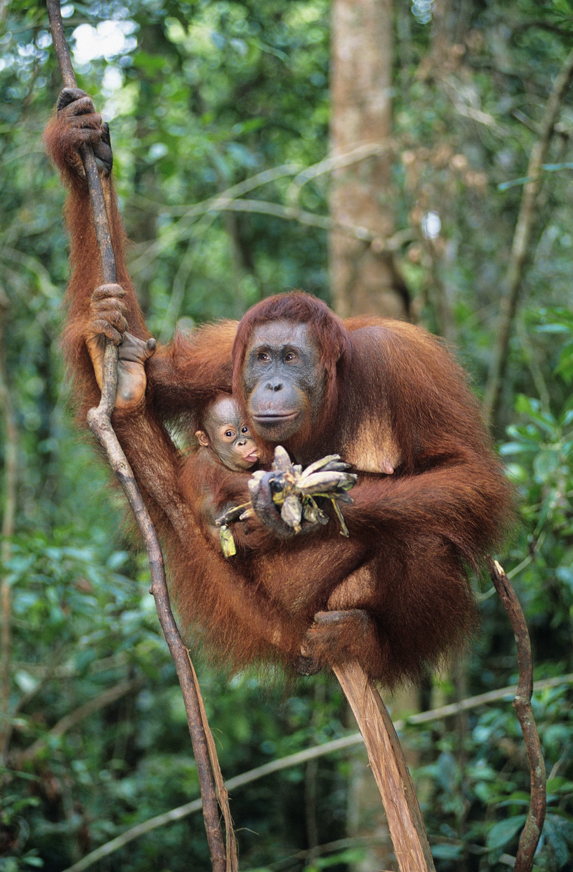 Chip in for International Orangutan Day