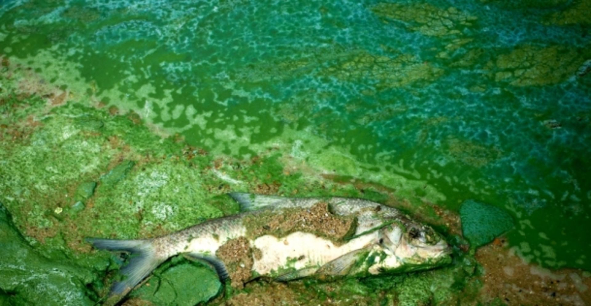 chip-in-to-stop-toxic-ocean-dumping