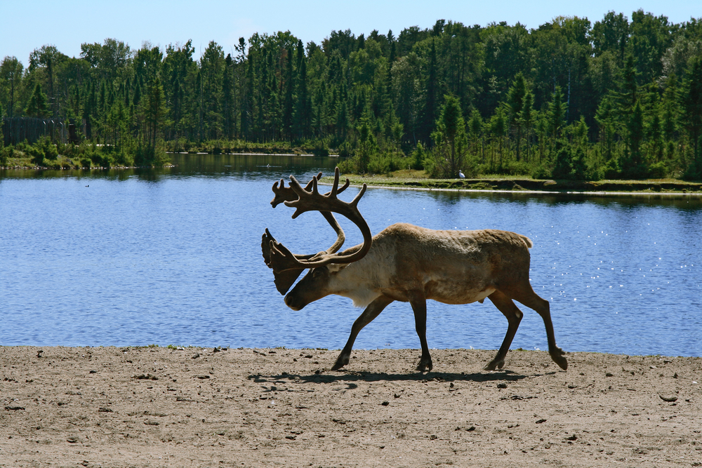 Costco protect the boreal forests and use recycled pulp in your toilet