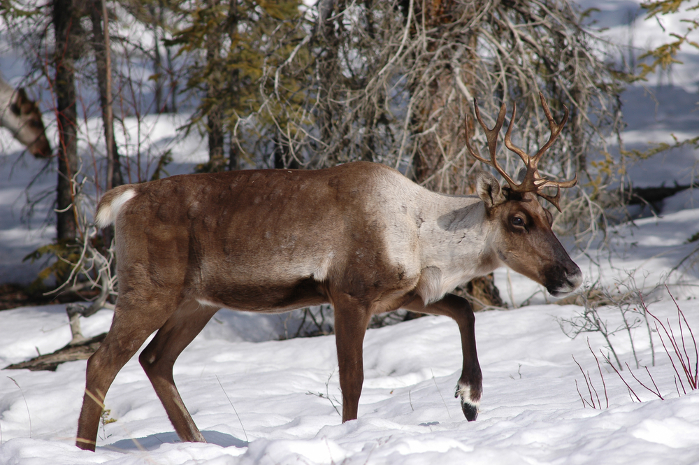 Protect Canada’s woodland caribou