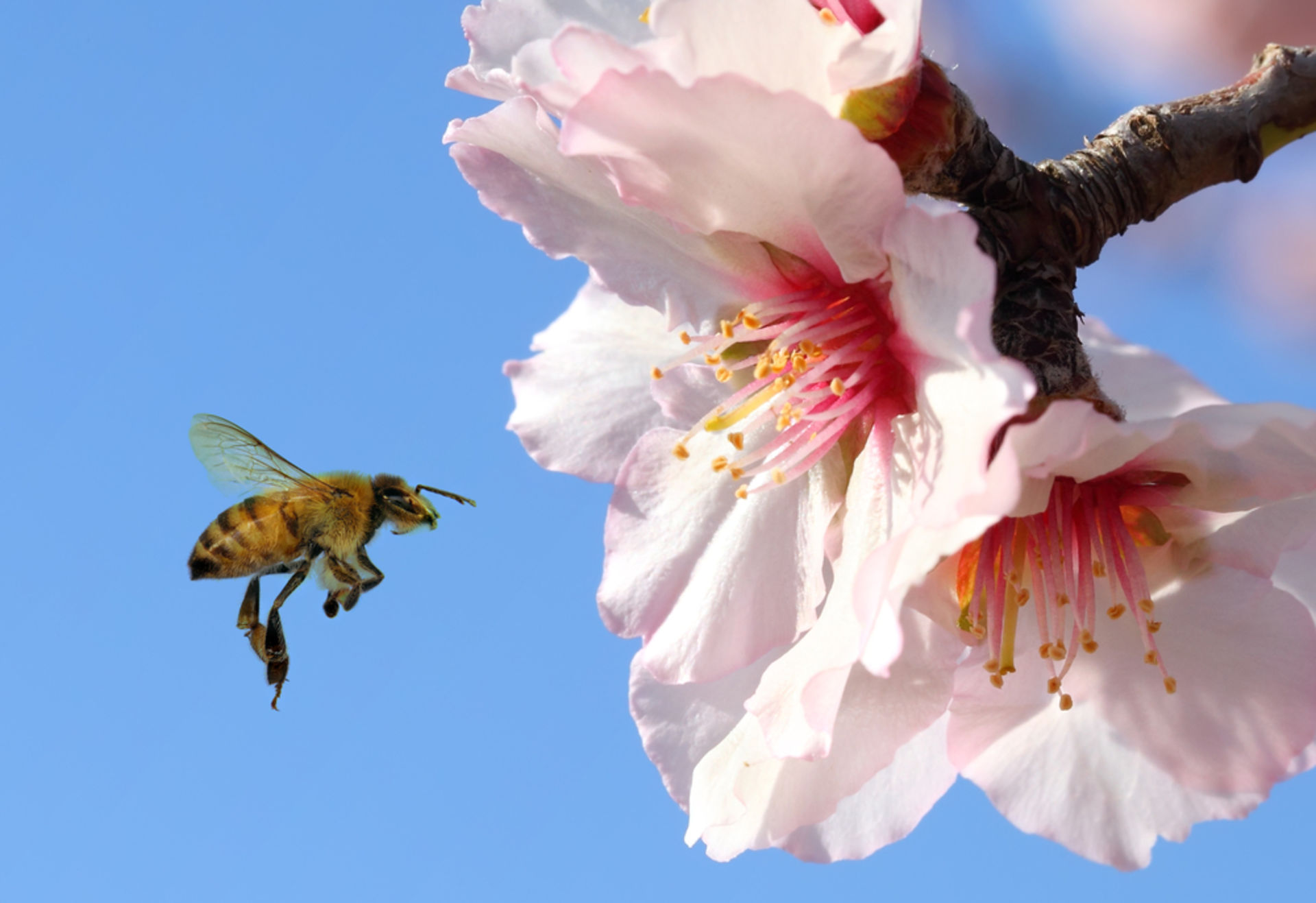 Danone & Blue Diamond, stoppen Sie das Bienensterben!