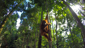 KFC and Pizza Hut: No more excuses, take deforestation off the menu!