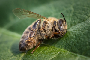 Bee-killing neonics are still being sprayed in Europe. Tell rule-breakers to respect the ban!