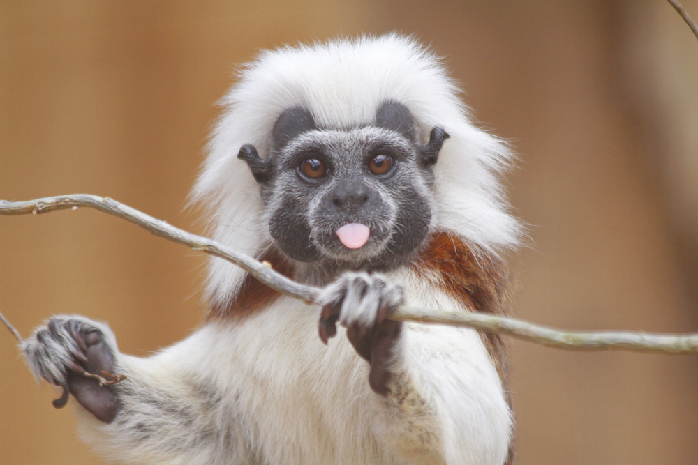 Strategic Land Purchase for the Cotton-top Tamarin – Rainforest Trust