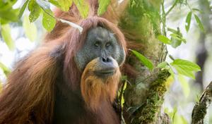 The rarest orangutans are in danger