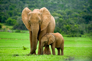 Faites un don pour financer les chiens qui sauvent les éléphants