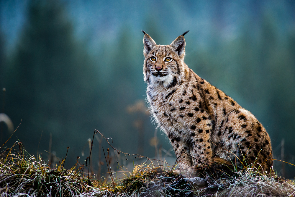 Le lynx - un chasseur à pas feutrés