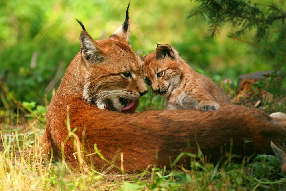 Poaching of Swiss Lynxes