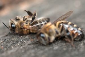 Faites un don pour sauver les abeilles