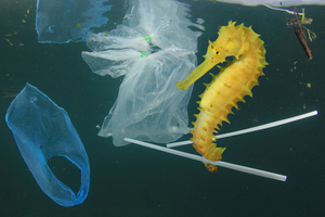 Help rid the planet of plastic waste