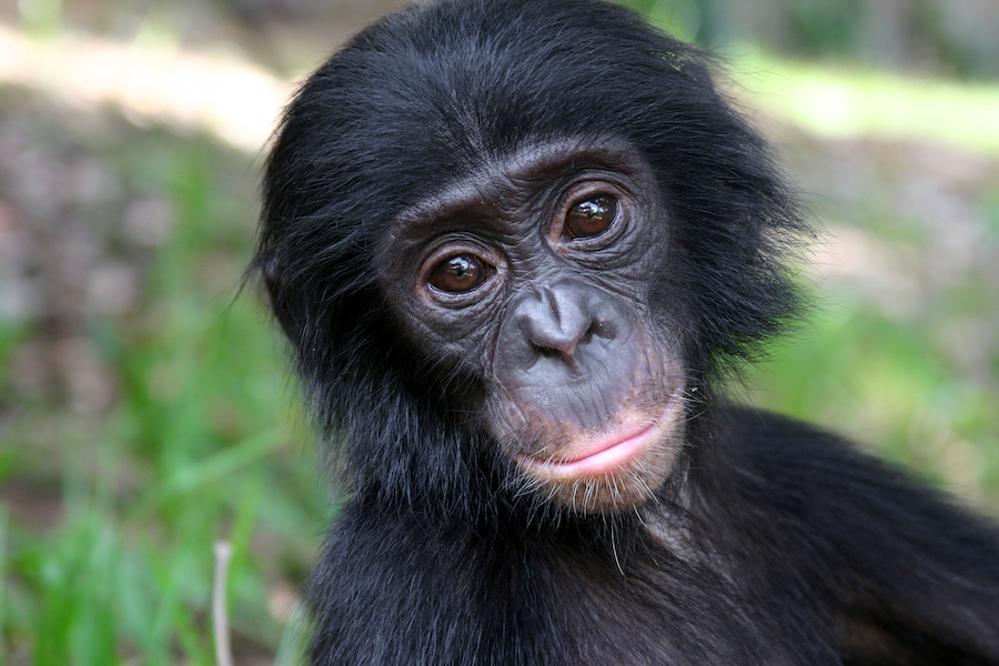 Save the Bonobos' rainforest home