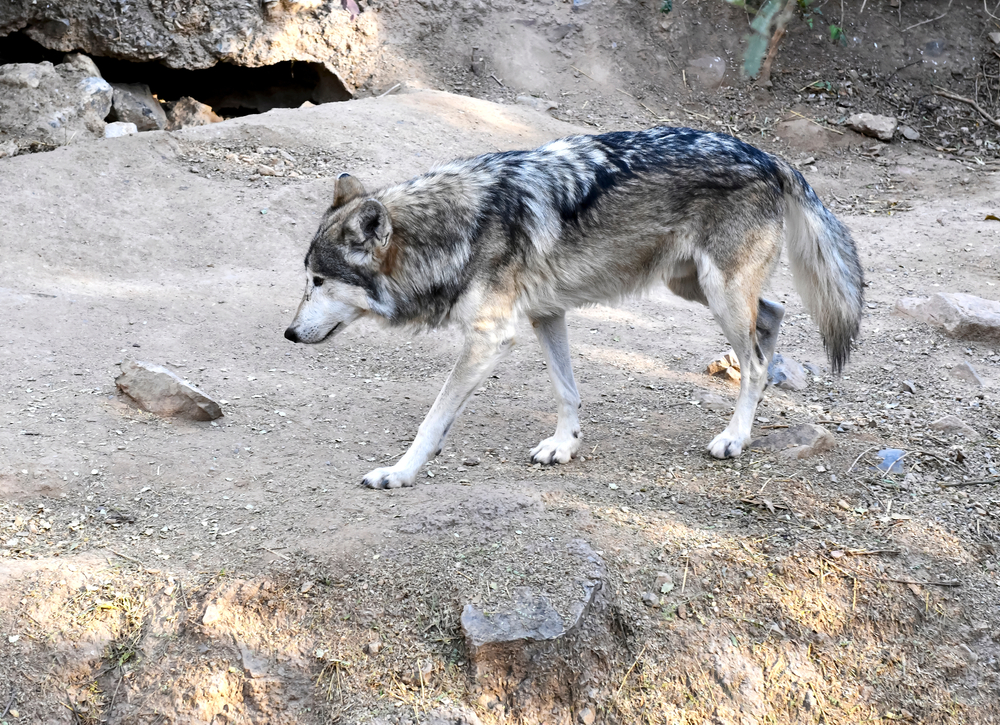 Save the Mexican gray wolf