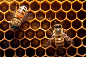 Stop de export van verboden pesticiden die bijen doden 
