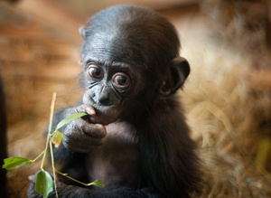 Sauvons la forêt tropicale où vivent les bonobos