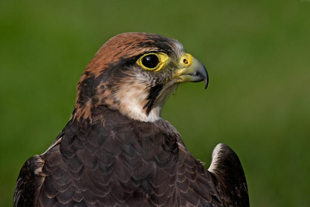 Le braconnage de l'aigle de Bonelli