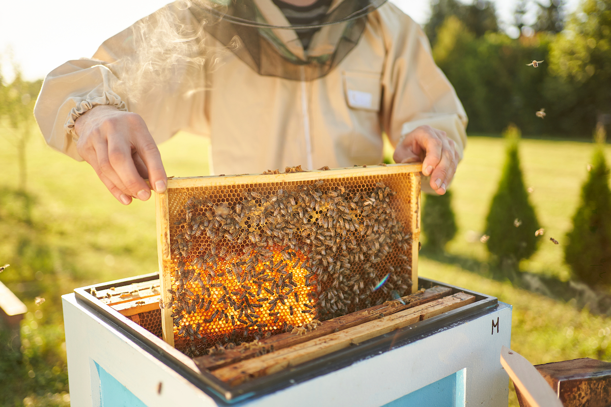 Jetzt spenden und bienensch tzer in werden 