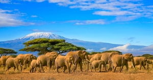 Chip in to create the longest wildlife corridor in East Africa