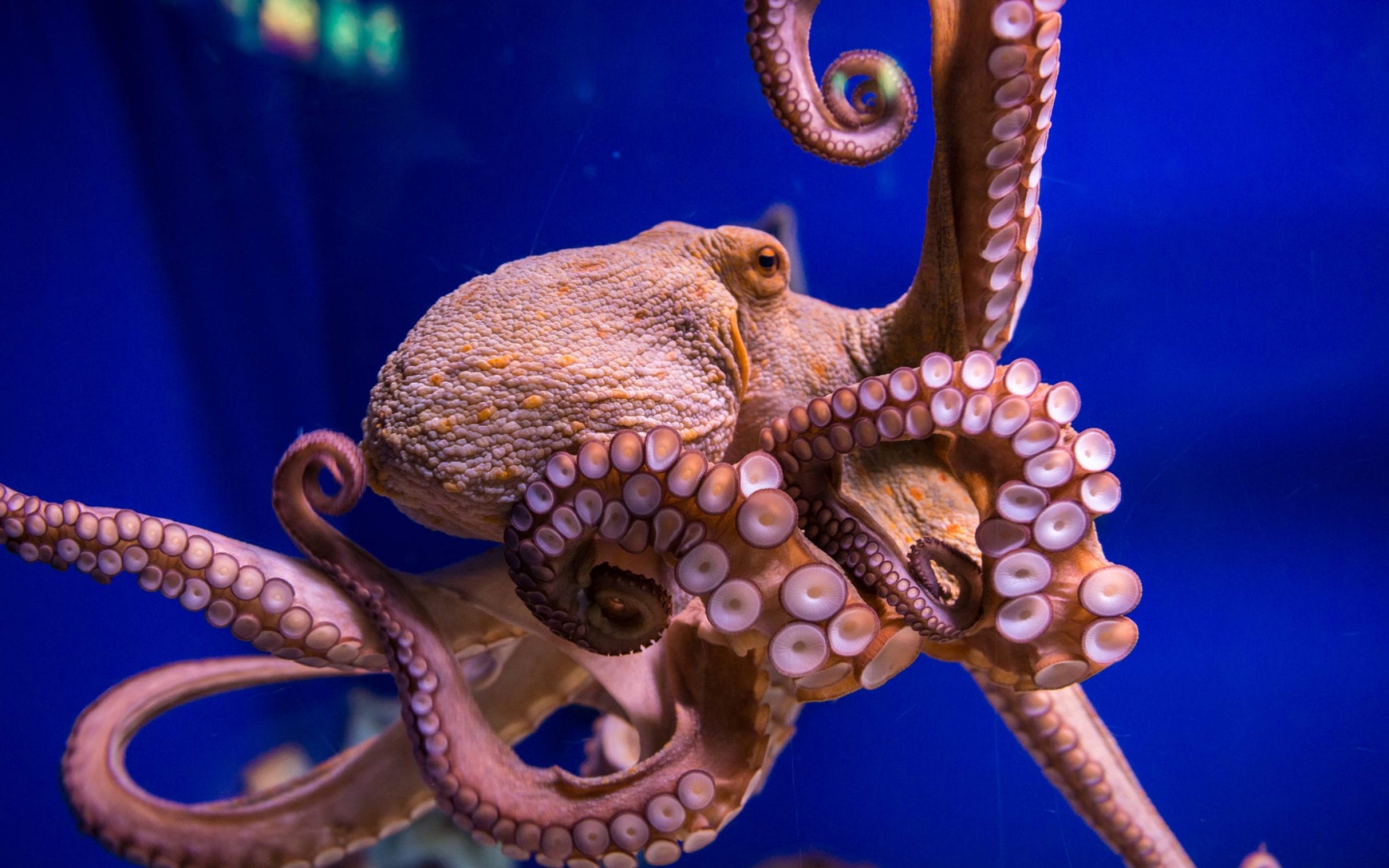 Stop the Octopus Torture Farm