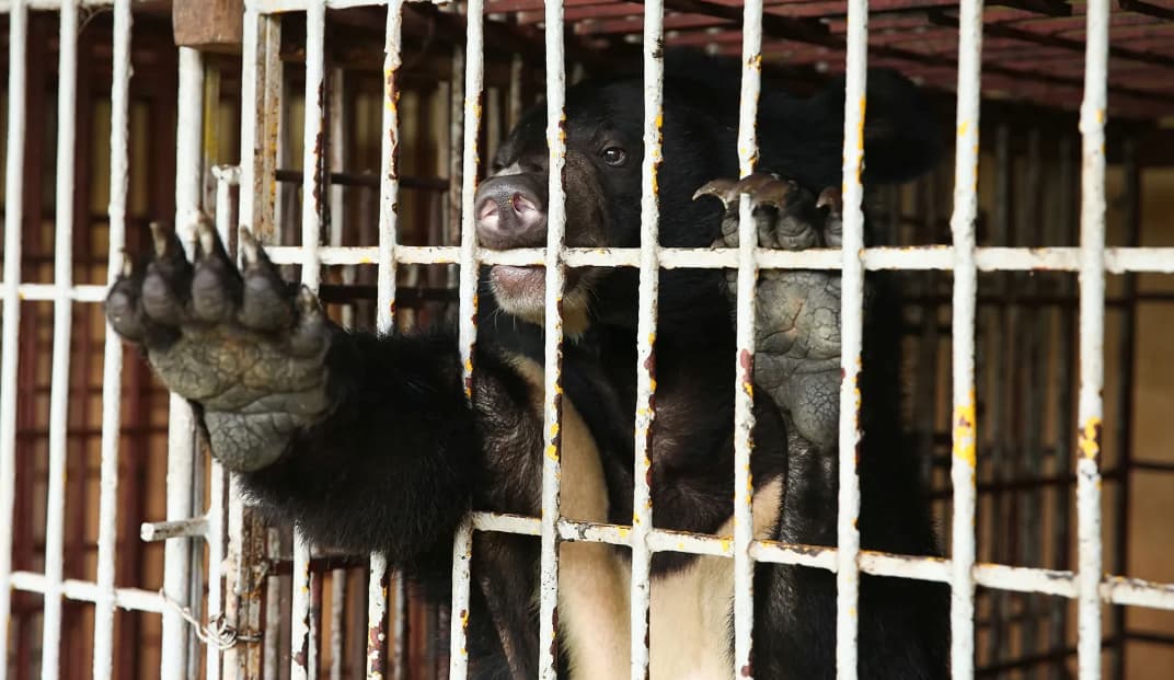 Let's free the last 257 moon bears caged in bile farms