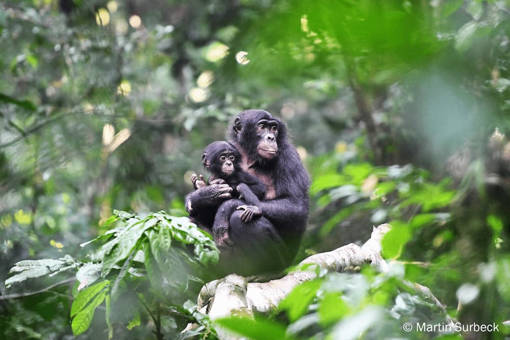 Chip in to save the Congo Basin