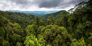 Red het Chocó-bos van Ecuador