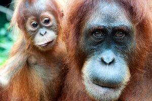 Nestlé and P&G: Stop setting Indonesia’s rainforests on fire