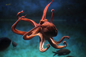 Chip in to stop the world's first octopus farm!