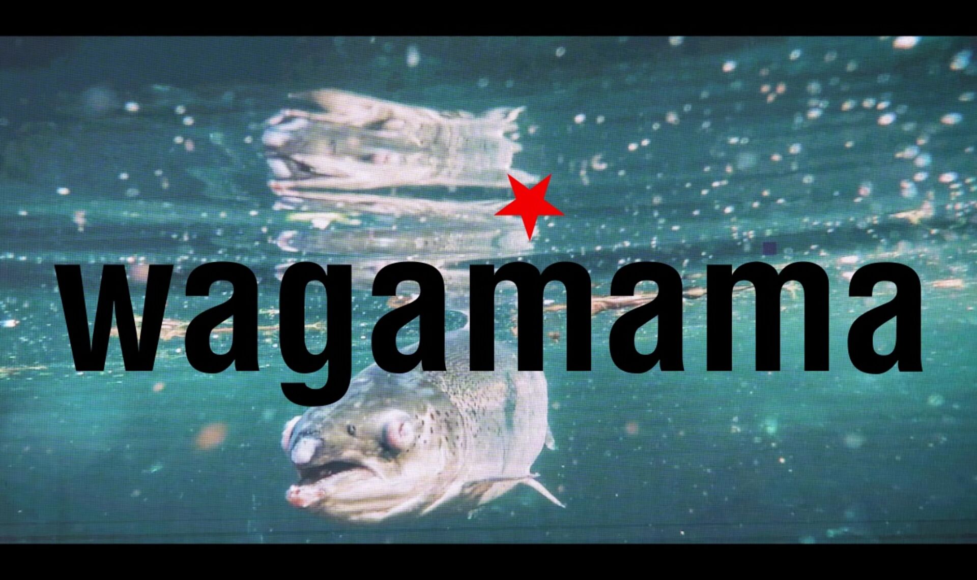 https://actions.eko.org/images/contents/000/026/707/large/wagamama-dead-salmon-1200px.jpg?1705067318