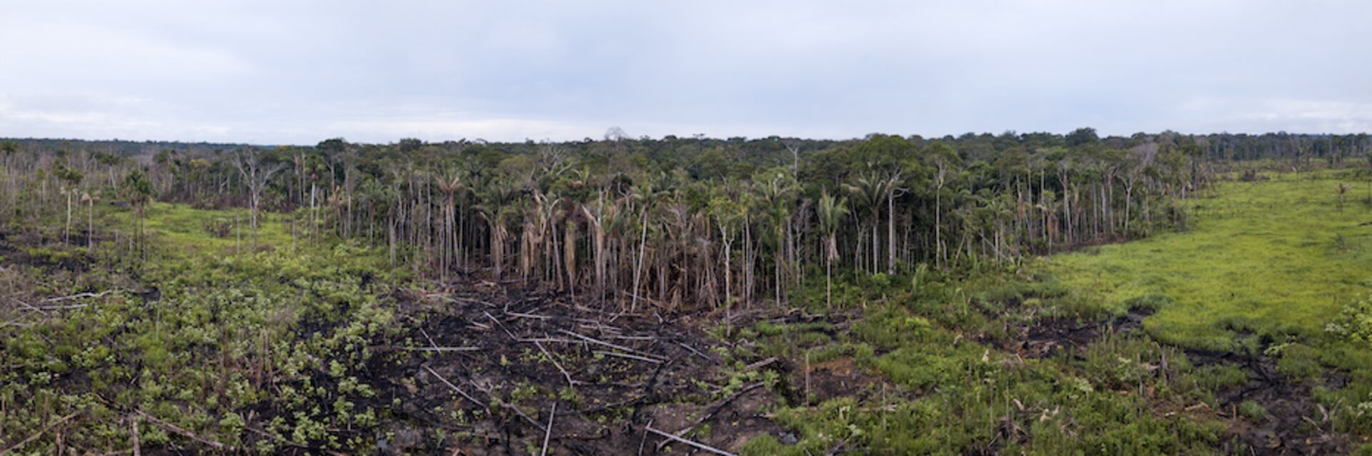 Santander: ¡Deja de financiar la destrucción de la Amazonía!
