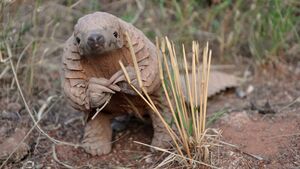 2X Donation Match: Help save forest guardians