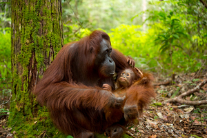 Sauvez le singe le plus menacé au monde !