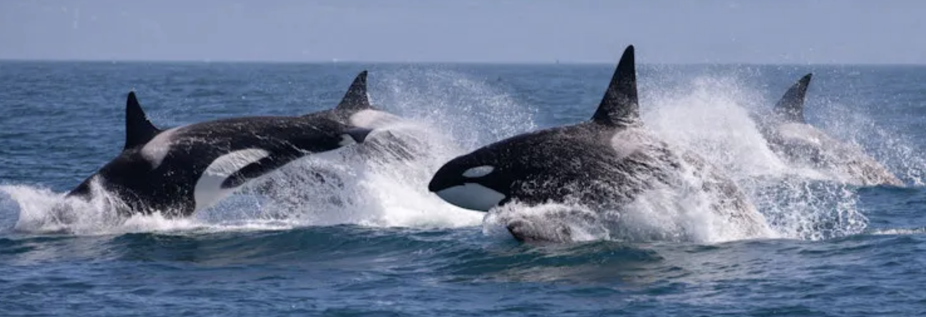 Members of US Congress: Ban whale capture and breeding in the USA