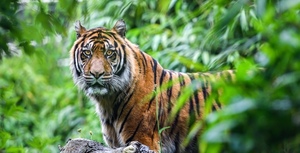 Save the last Sumatran tigers!