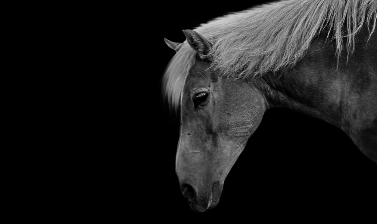 US Lawmakers: end the brutal transportation of horses for slaughter!