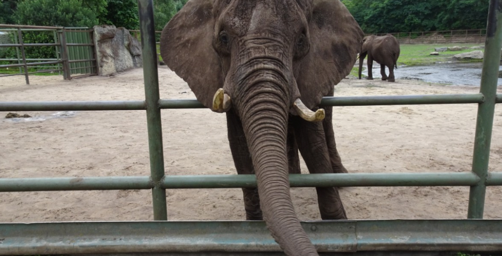 Travel companies: stop advertising elephant rides