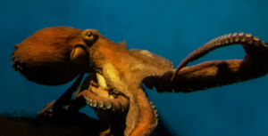 EU: close loophole and ban octopus farms