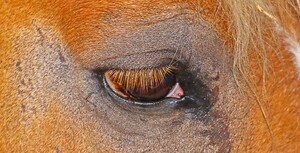 Iceland: Ban PMSG