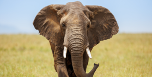 Protect elephants: keep global ivory ban!