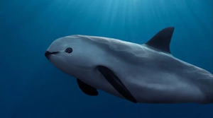 Help save the last 8 vaquitas!
