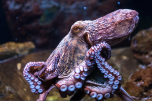 Hagamos de España el primer país en prohibir la cría de pulpo