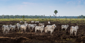Casino: stop selling Amazon-destroying beef