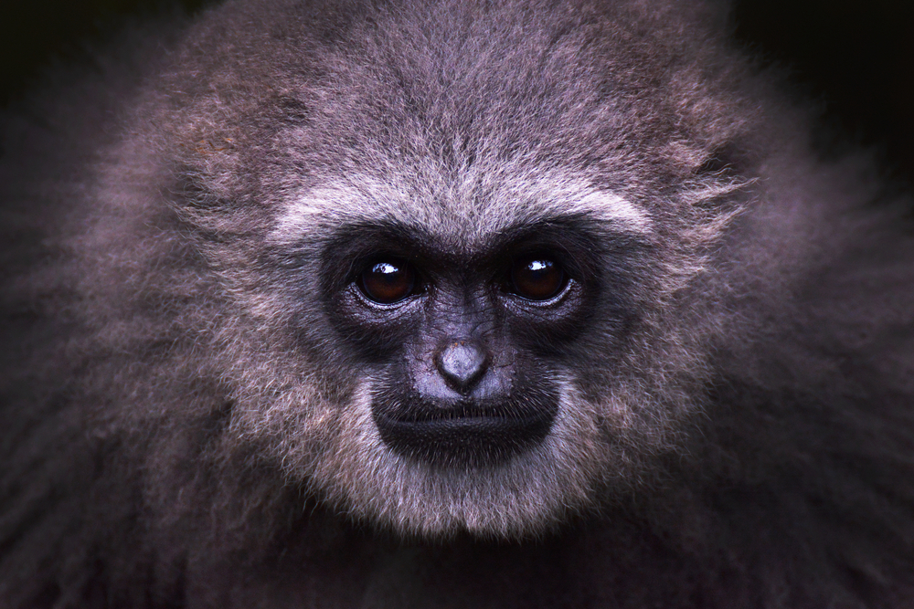 Java Gibbons Save the Javan gibbon